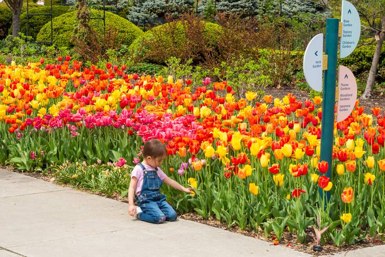 Admiring tulips in the Allee at Cleveland Botanical Garden.